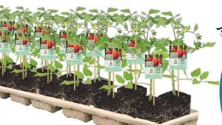 La gamme Slow Garden se présente en plaques de cellulose moulée (garantie Homecompost) de 14 mottes (505 cm3) en monovariétal. Un roll peut recevoir 8 plaques (soit 112 mottes) par étage.(c)Fleuron d’Anjou